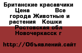 Британские красавчики › Цена ­ 35 000 - Все города Животные и растения » Кошки   . Ростовская обл.,Новочеркасск г.